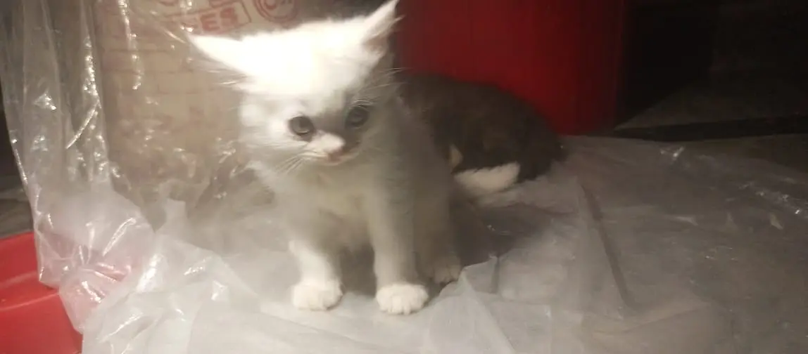 Adorable Kittens & Cats Looking for a New Home – Litter Trained — photo 8