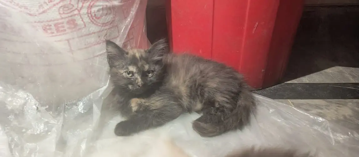 Adorable Kittens & Cats Looking for a New Home – Litter Trained — photo 9