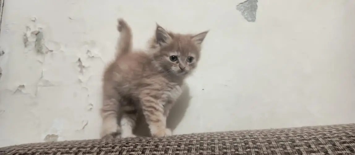 Adorable Kittens & Cats Looking for a New Home – Litter Trained — photo 10