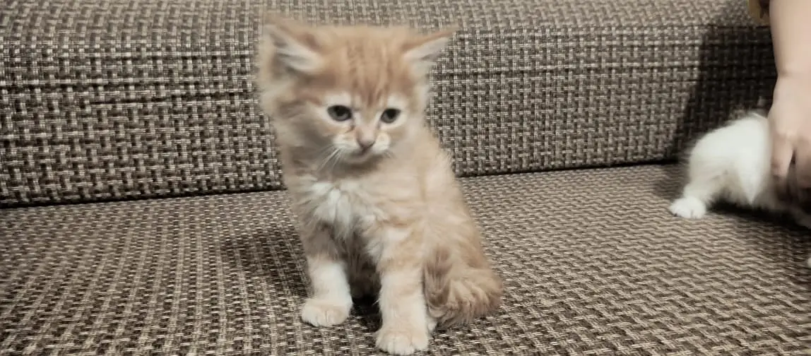 Adorable Kittens & Cats Looking for a New Home – Litter Trained — photo 11