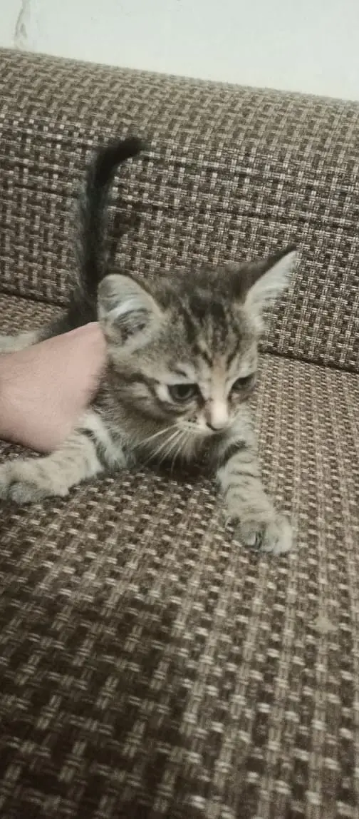 Adorable Kittens & Cats Looking for a New Home – Litter Trained — photo 12