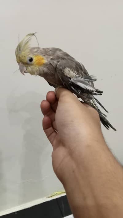 urgent sale hand tame Cocktail pair