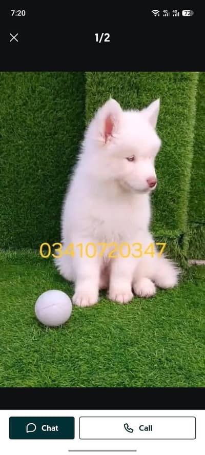 husky puppy dog for sale