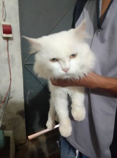 cat white clour