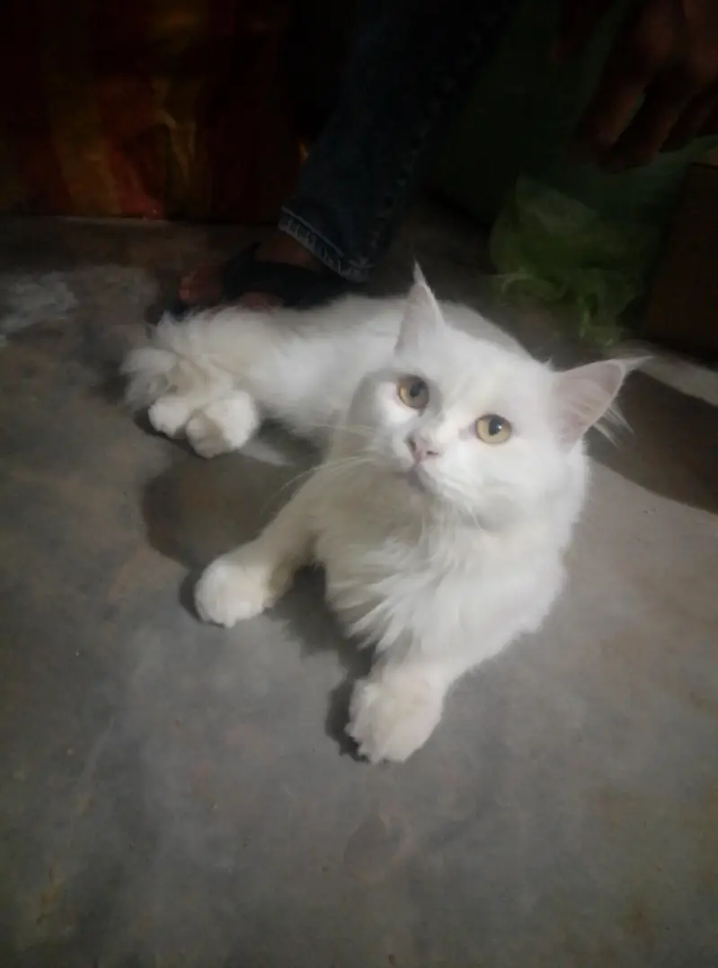 cat white clour — photo 2