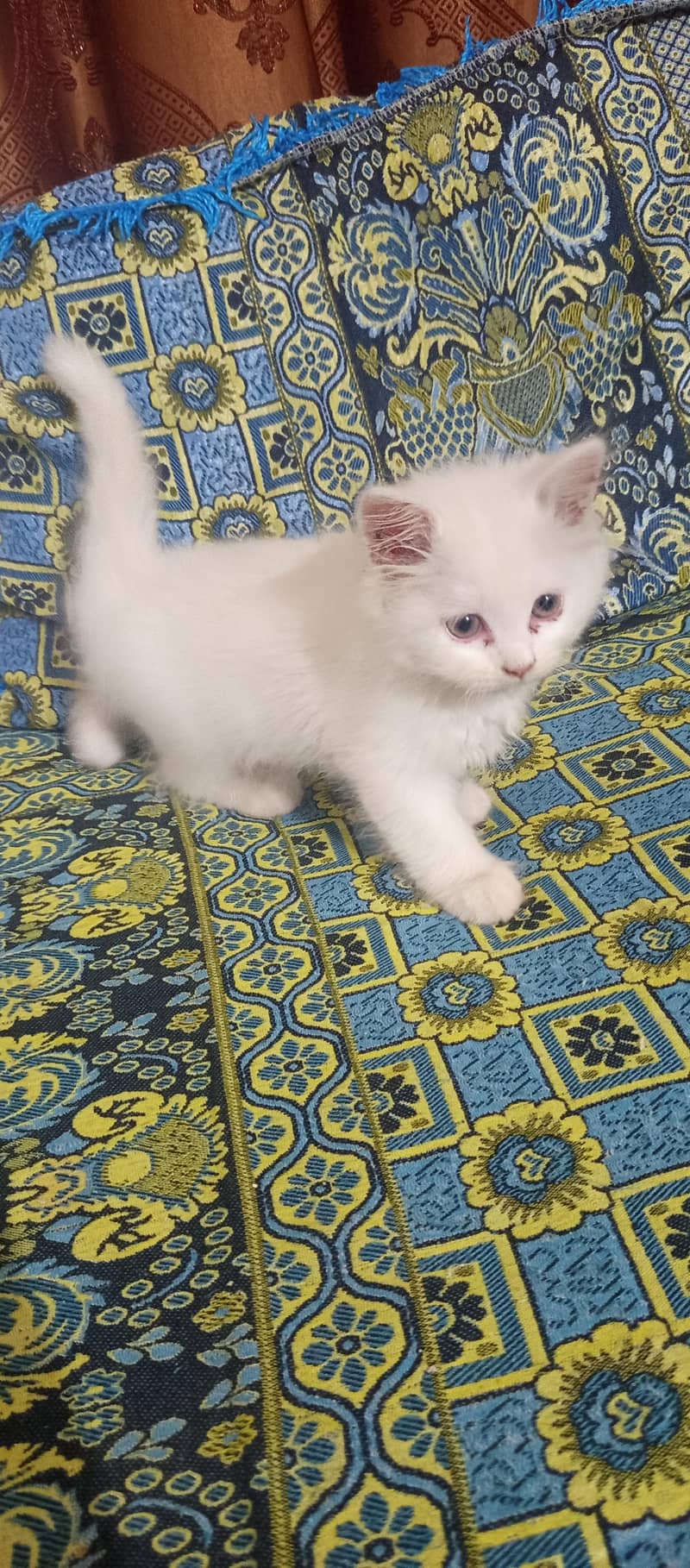 Persian kittens 0