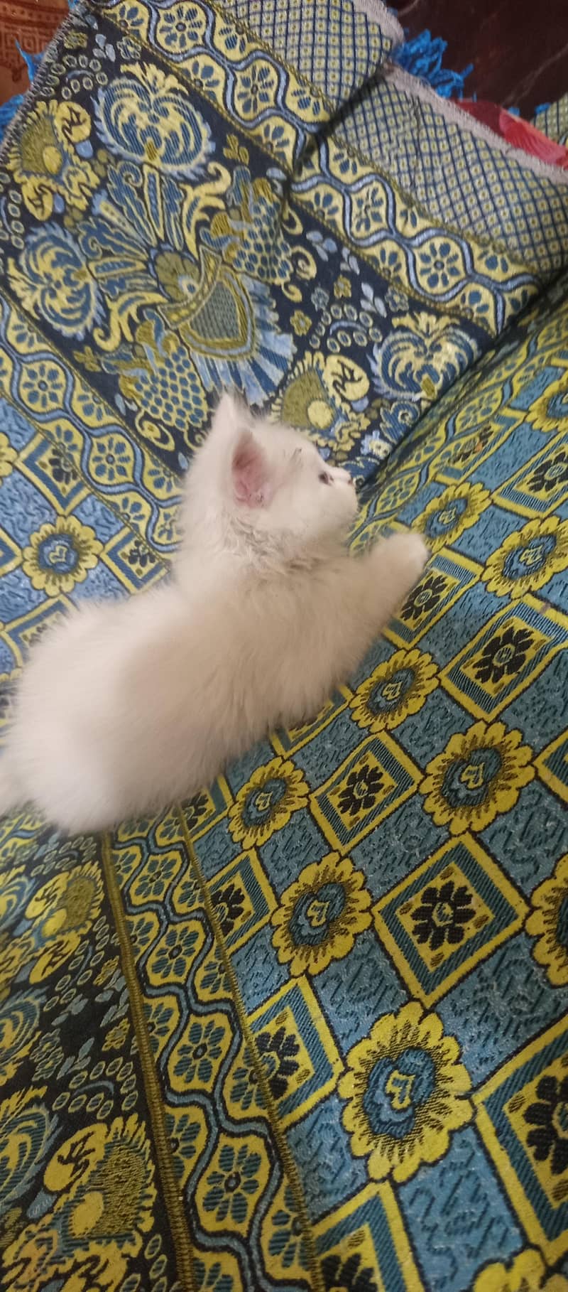 Persian kittens 1
