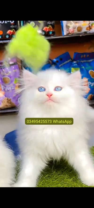 Quality Persian Punch face cat & kitten Male female Both available h