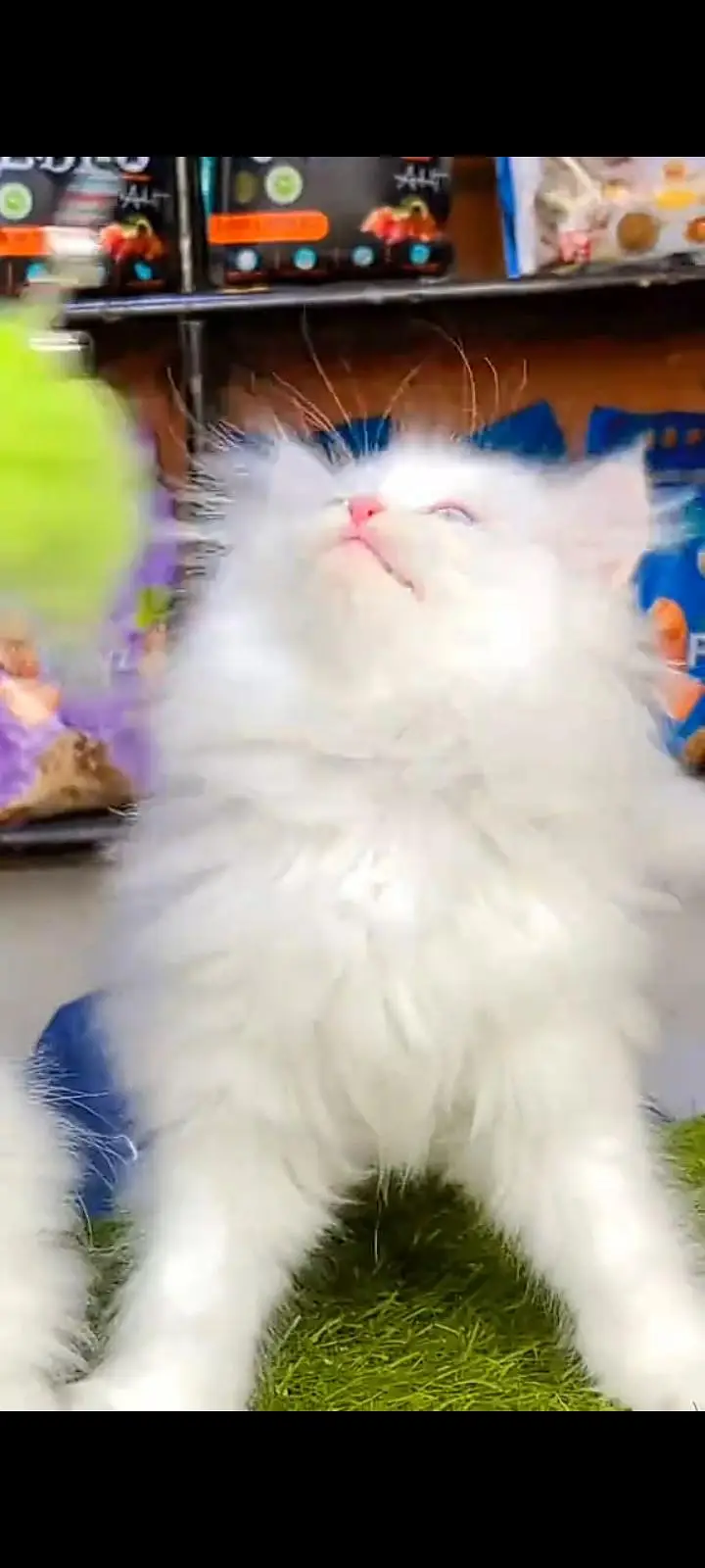 Quality Persian Punch face cat & kitten Male female Both available h — photo 3