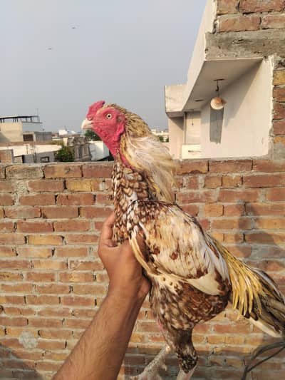 Top quality aseel for sale 0325-1986684