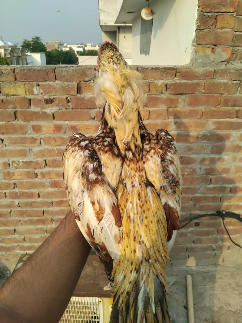 Top quality aseel for sale 0325-1986684 — photo 3