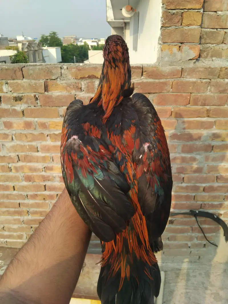 Top quality aseel for sale 0325-1986684 — photo 7