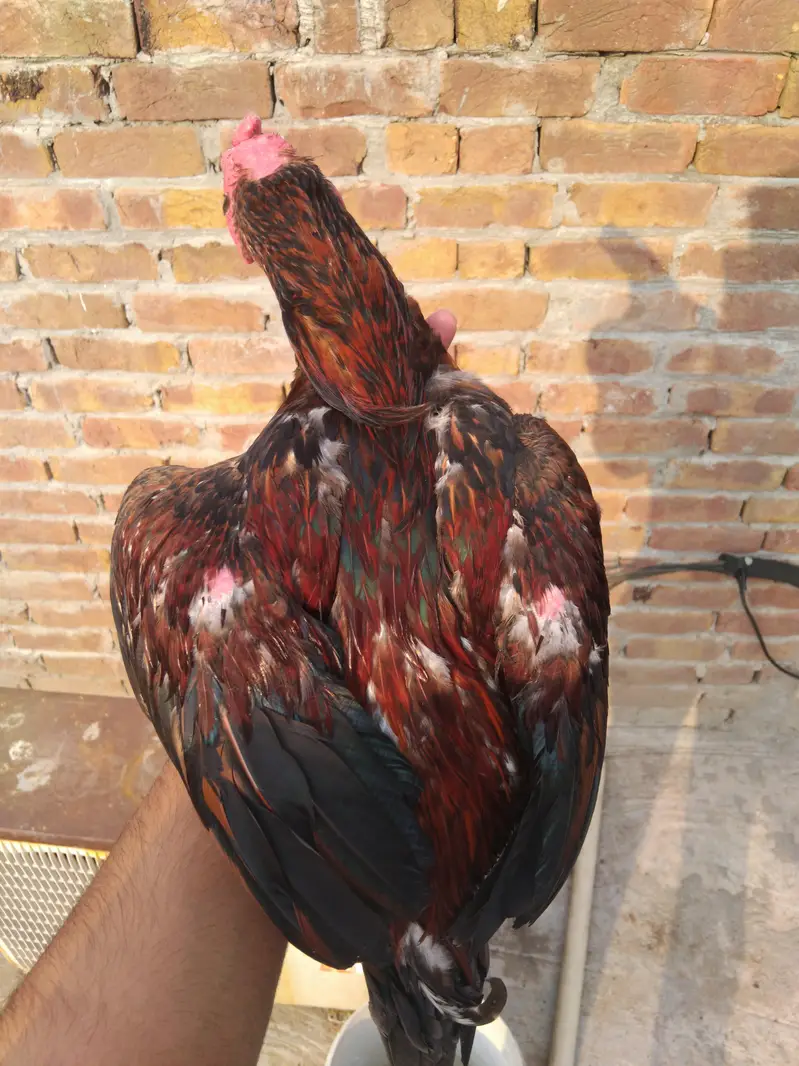 Top quality aseel for sale 0325-1986684 — photo 8
