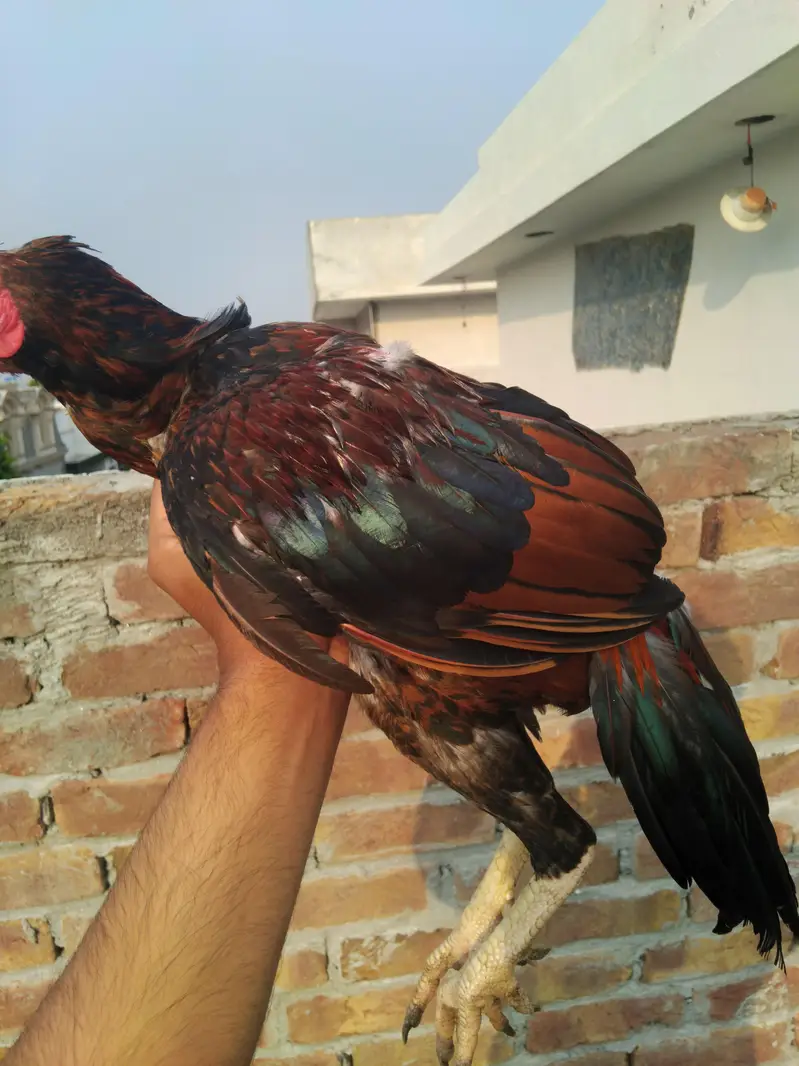 Top quality aseel for sale 0325-1986684 — photo 9