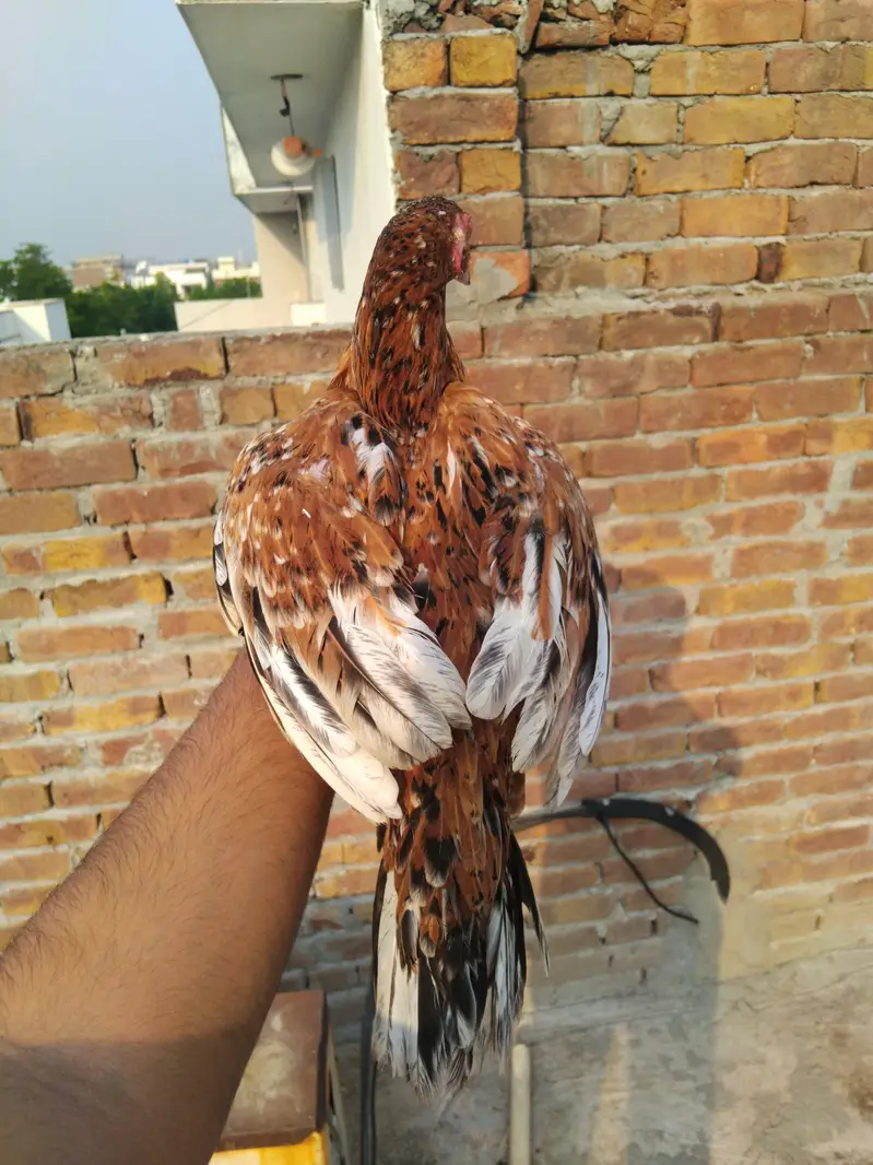 Top quality aseel for sale 0325-1986684 — photo 11