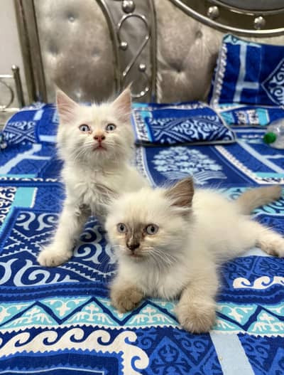 Persian kittens