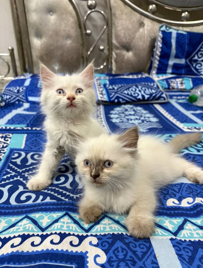 Persian kittens 0