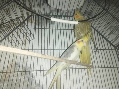 COCKTAIL PAIR RS. 5000