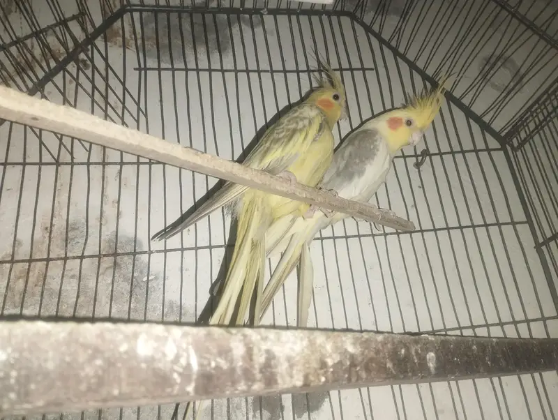 COCKTAIL PAIR RS. 5000 — photo 2