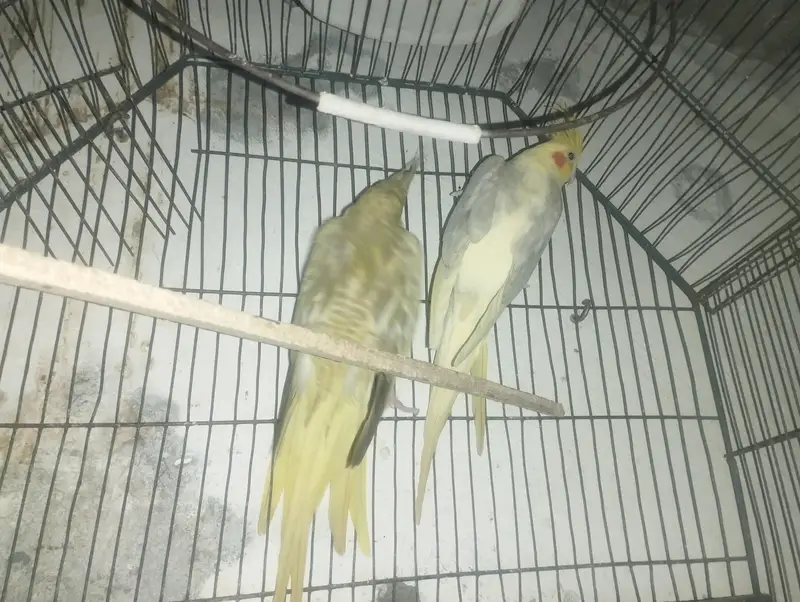 COCKTAIL PAIR RS. 5000 — photo 3
