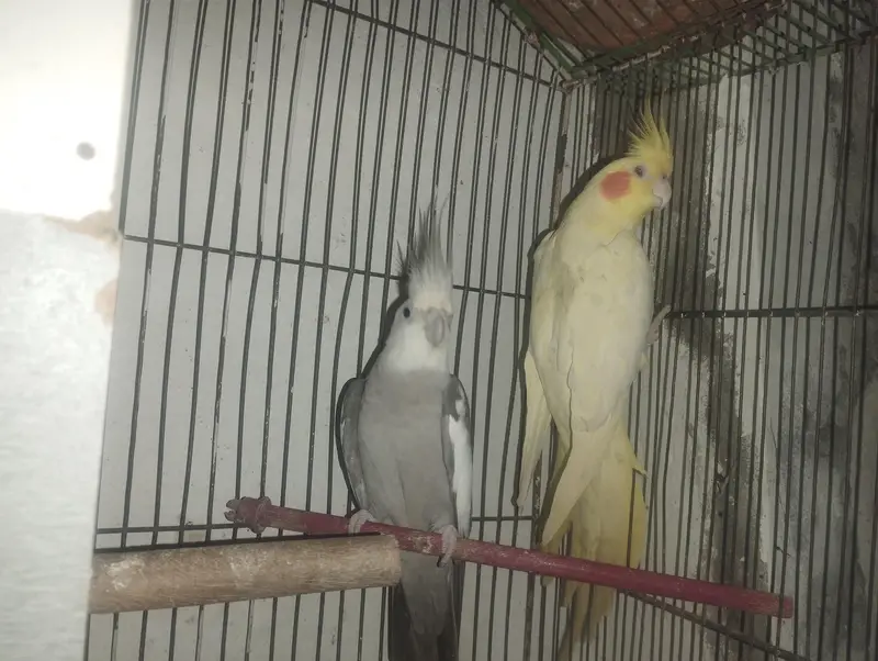 COCKTAIL PAIR RS. 5000 — photo 7