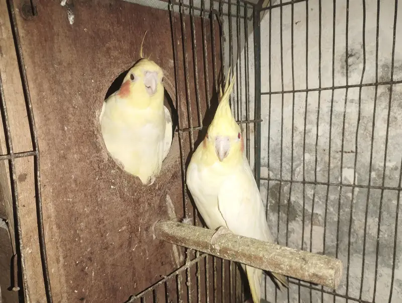 COCKTAIL PAIR RS. 5000 — photo 10