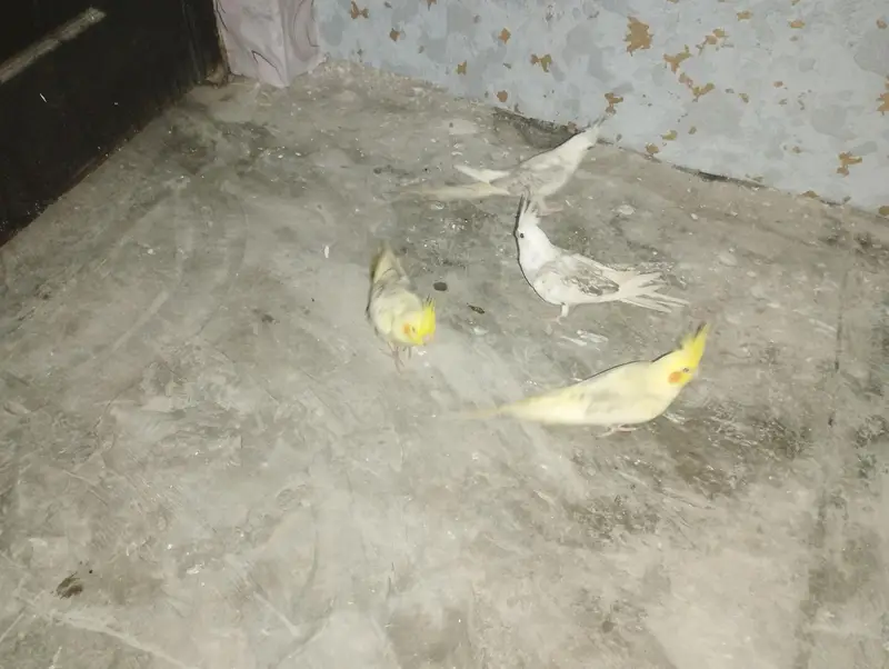 COCKTAIL PAIR RS. 5000 — photo 11