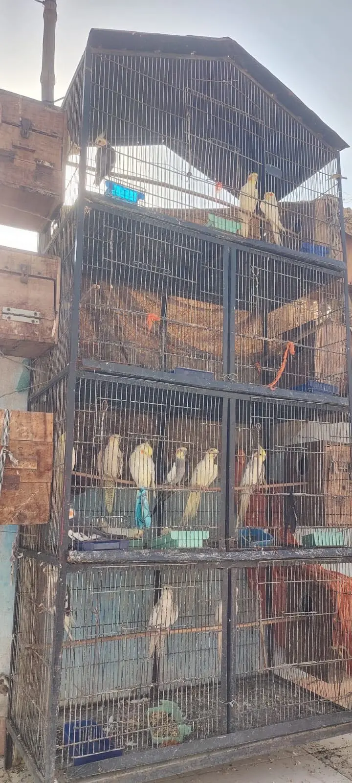 Cockatiel parrot — photo 2