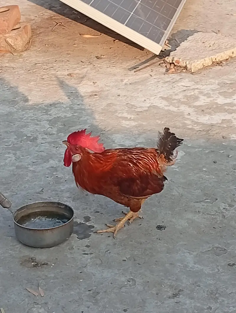 desi male — photo 2