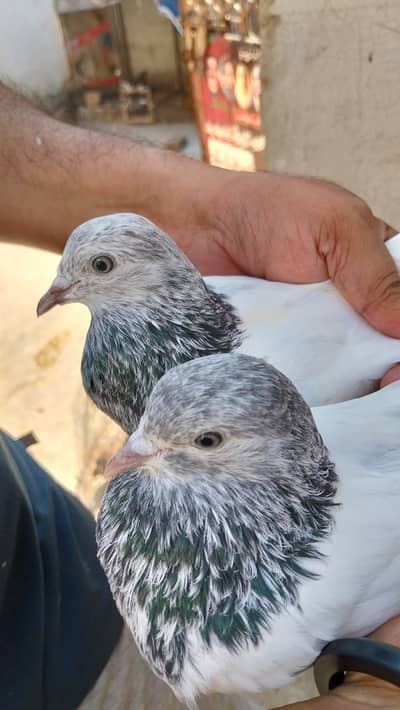 Premium Pigeon Collection – 6 Months Old, Healthy & Active