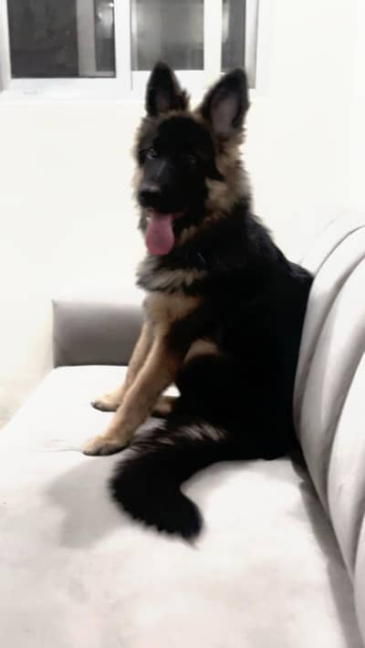 German shepherd puppy