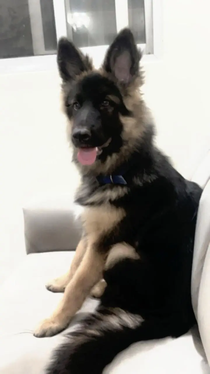 German shepherd puppy — photo 2