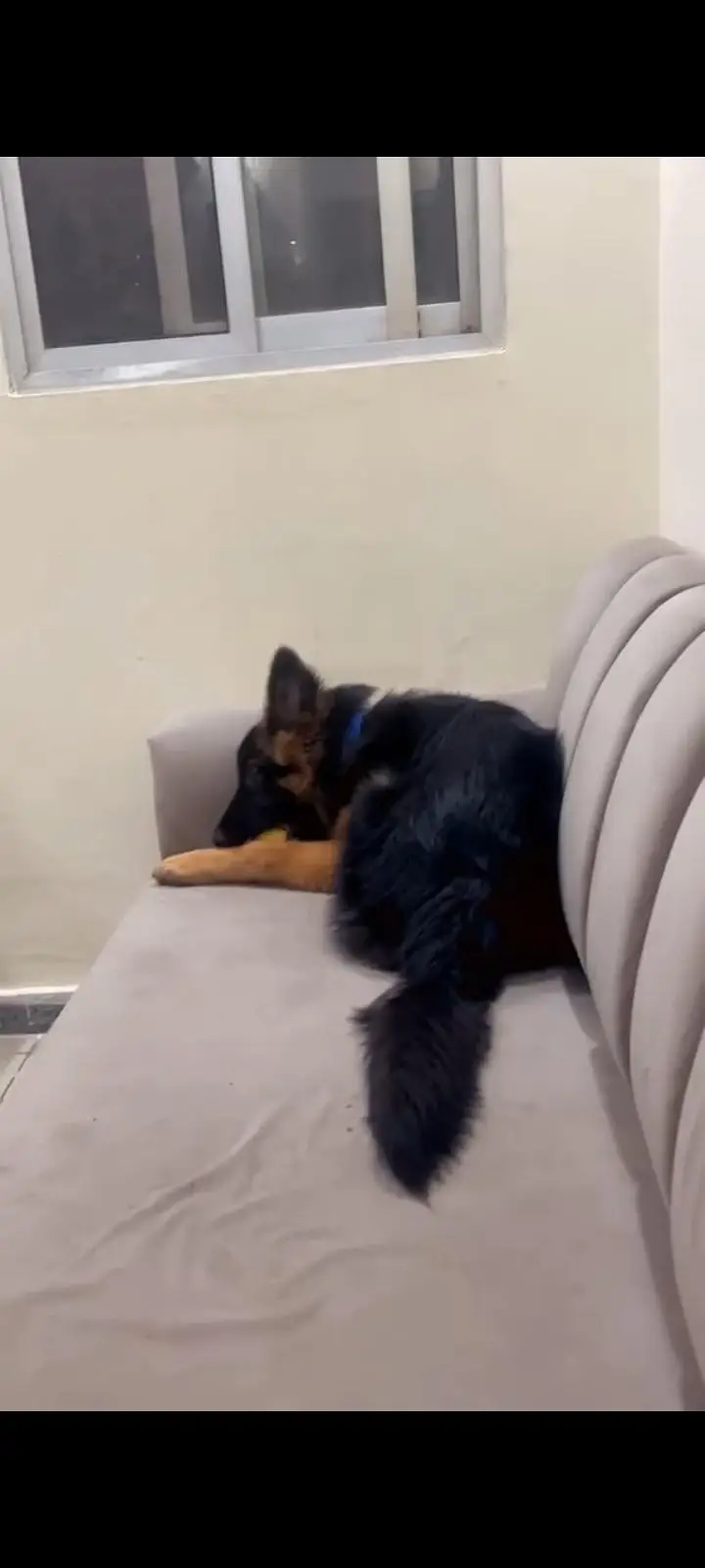 German shepherd puppy — photo 3