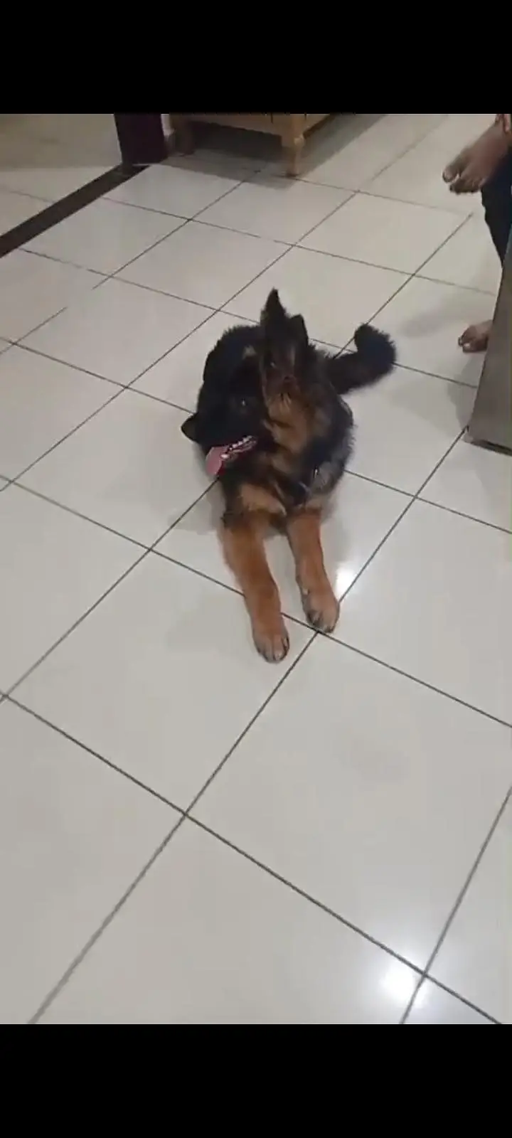 German shepherd puppy — photo 4