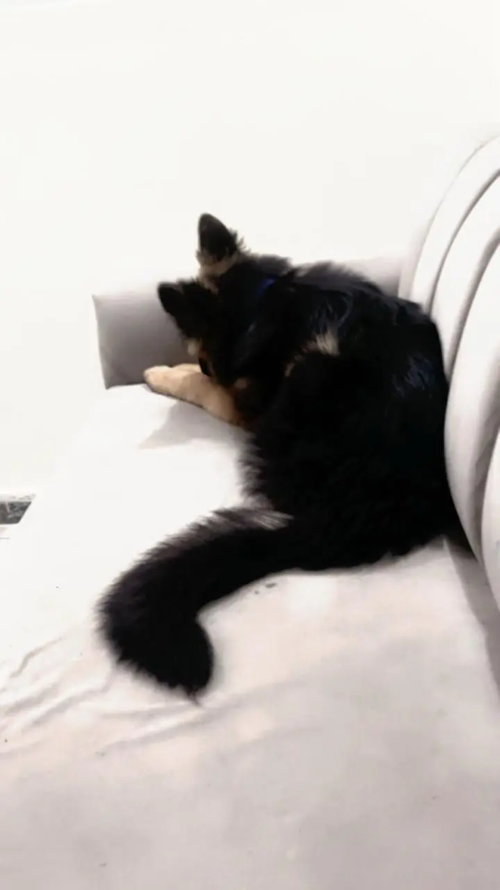 German shepherd puppy — photo 6