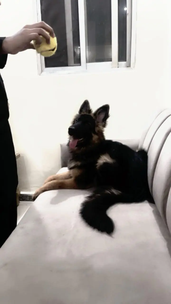 German shepherd puppy — photo 7