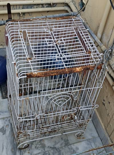 Parrots Cage for Sale