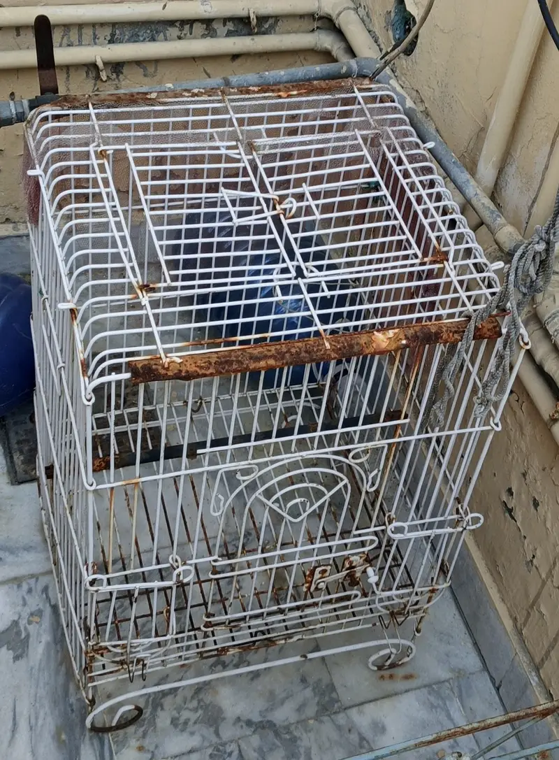 Parrots Cage for Sale — photo 2