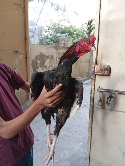 aseel murgha for sale