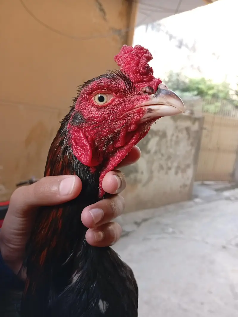 aseel murgha for sale — photo 3
