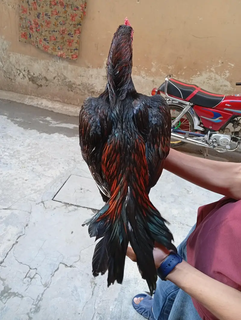 aseel murgha for sale — photo 4