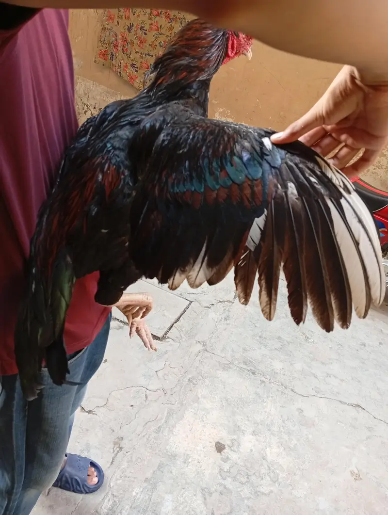 aseel murgha for sale — photo 6
