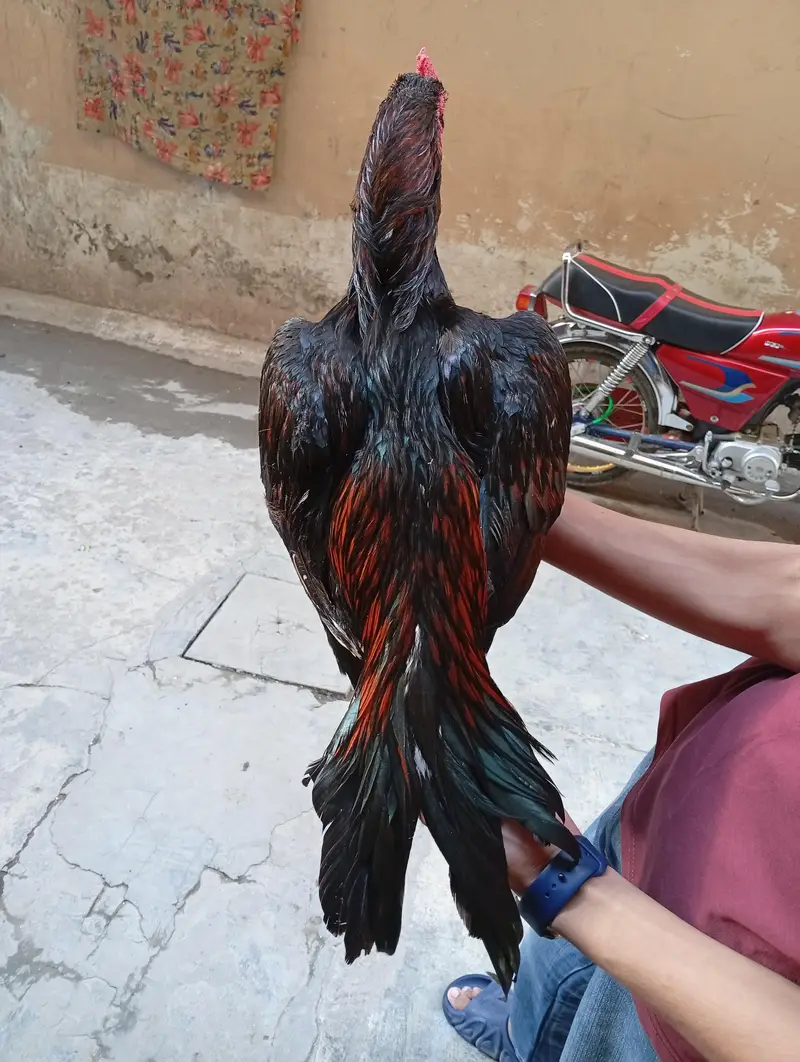 aseel murgha for sale — photo 7