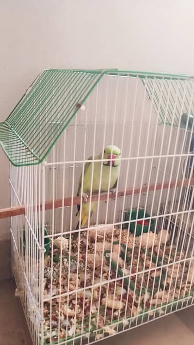 Green Raw Parrot with Cage