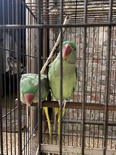 Talking Female Parrots