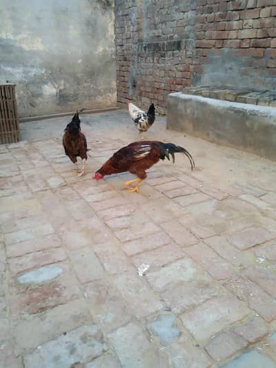 3 piece mourgah for sale