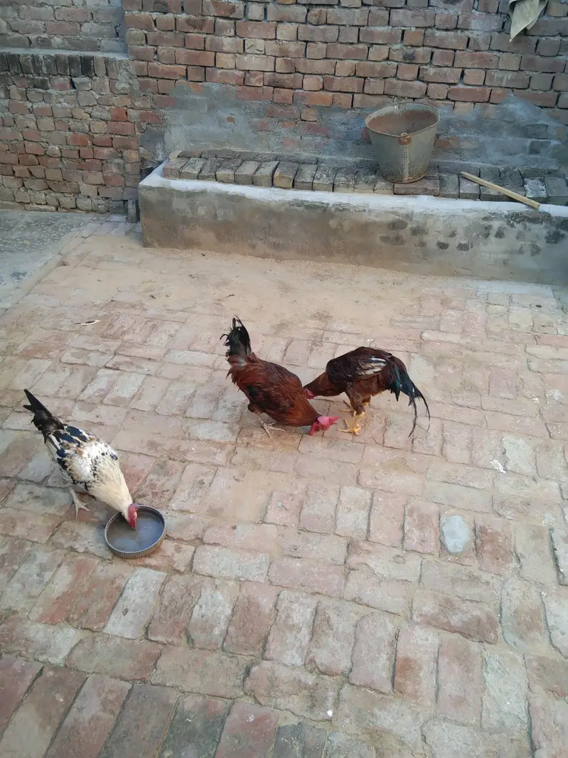3 piece mourgah for sale — photo 2
