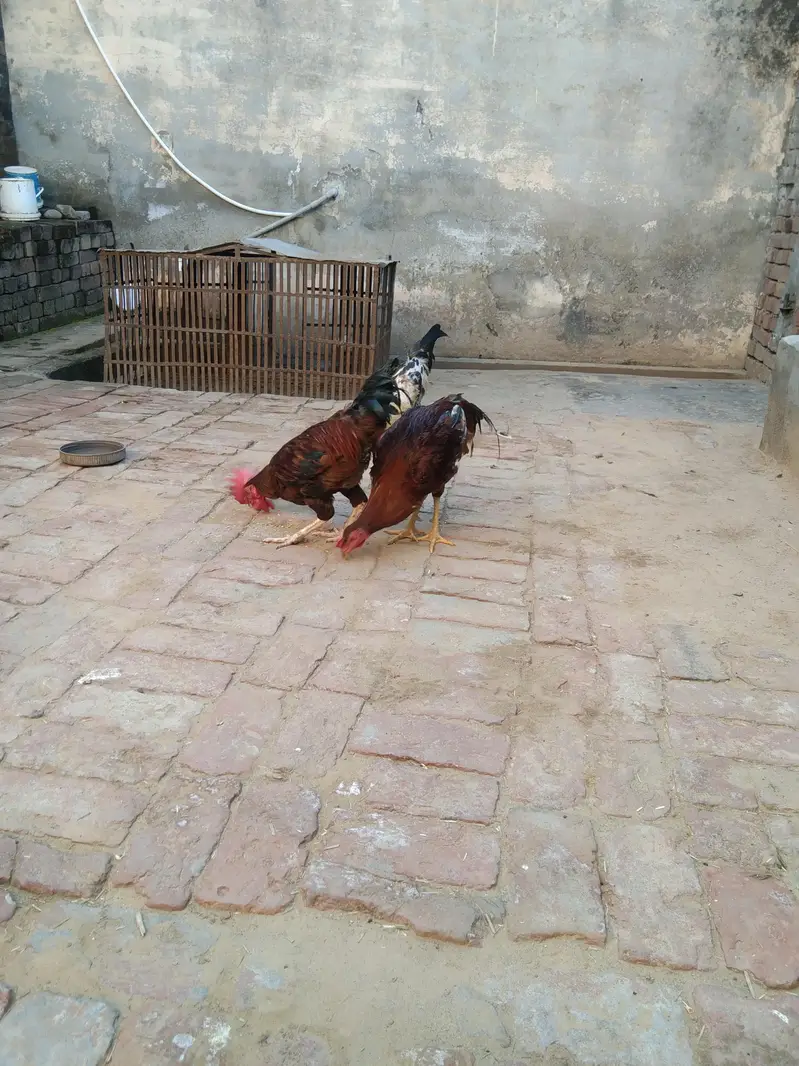 3 piece mourgah for sale — photo 3