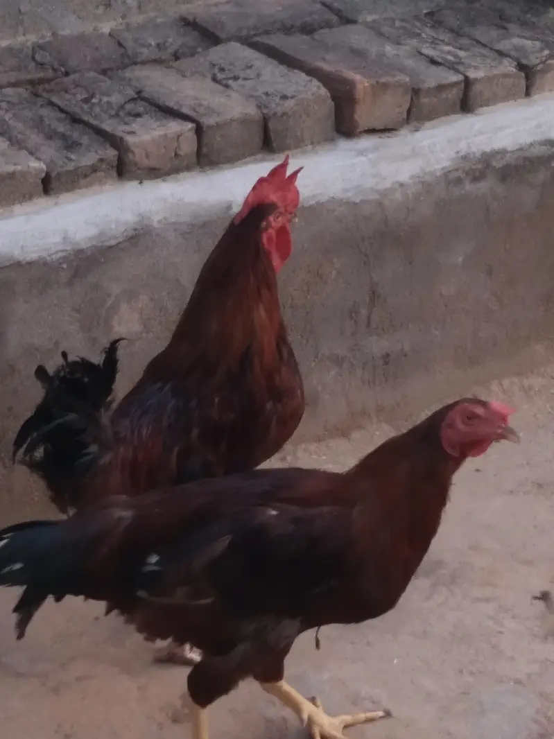 3 piece mourgah for sale — photo 8