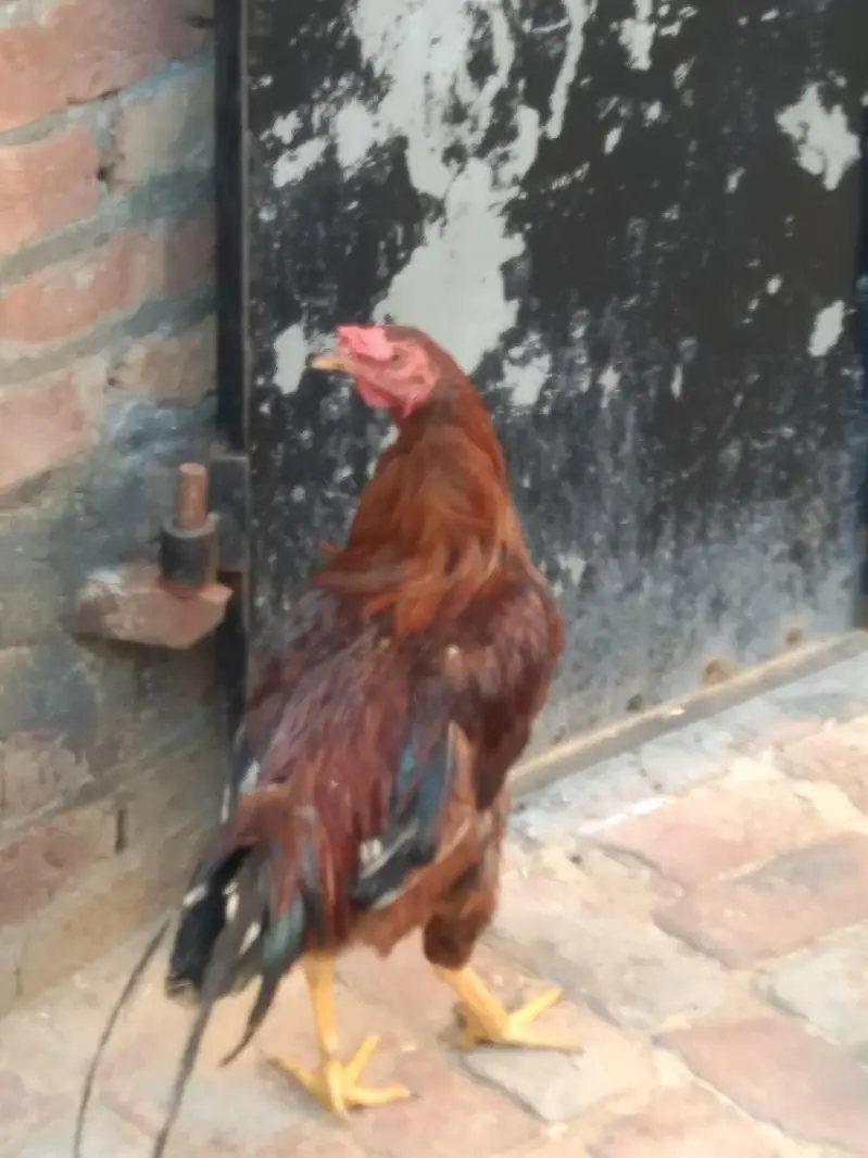 3 piece mourgah for sale — photo 9